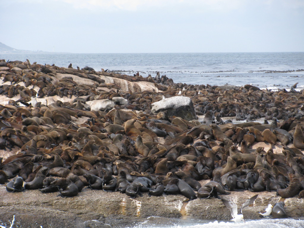 Seal_Island_1,_Hout_Bay
