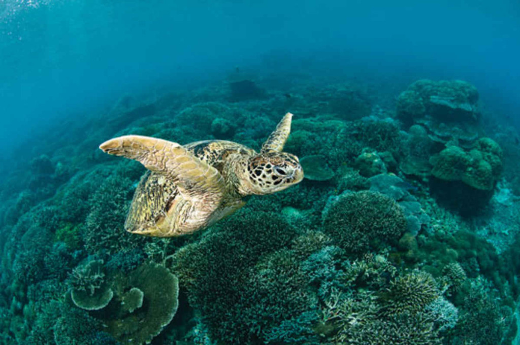 padi